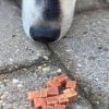 Woolf Duck Chunkies 100g