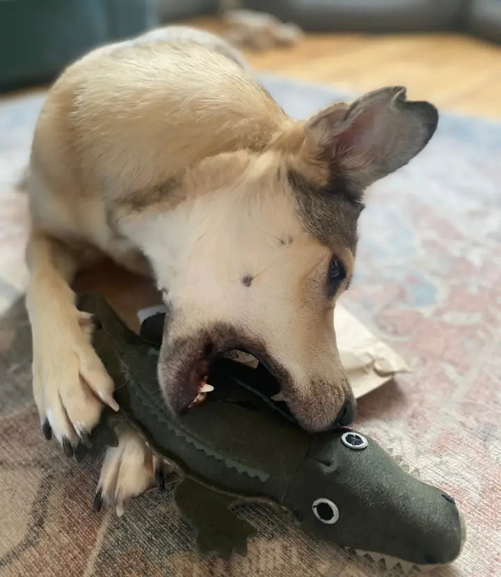 Green & Wilds Colin the Crocodile Legetøj