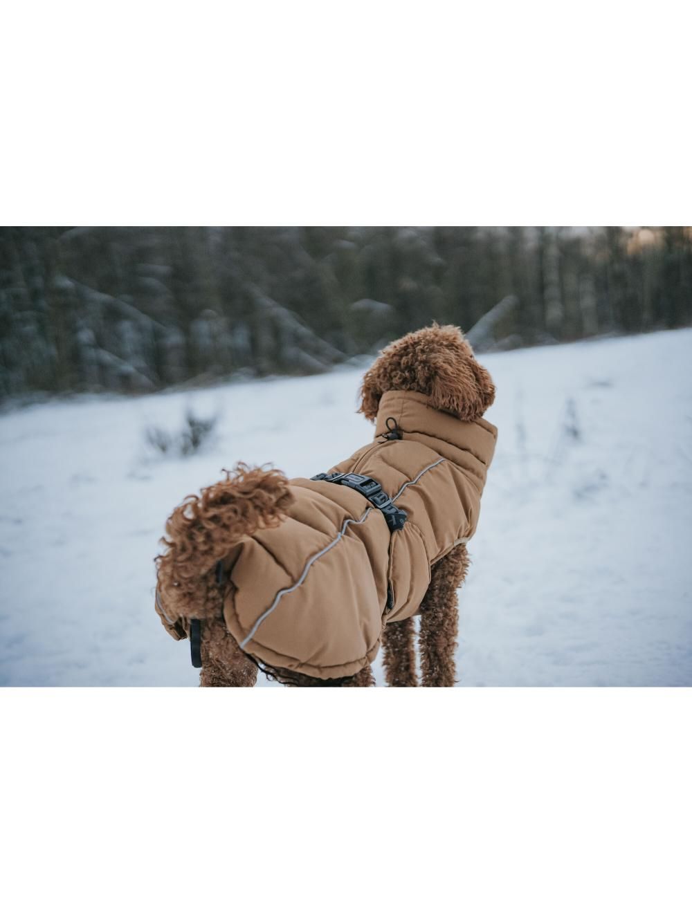 Frakke Paxson Gravhund karamel