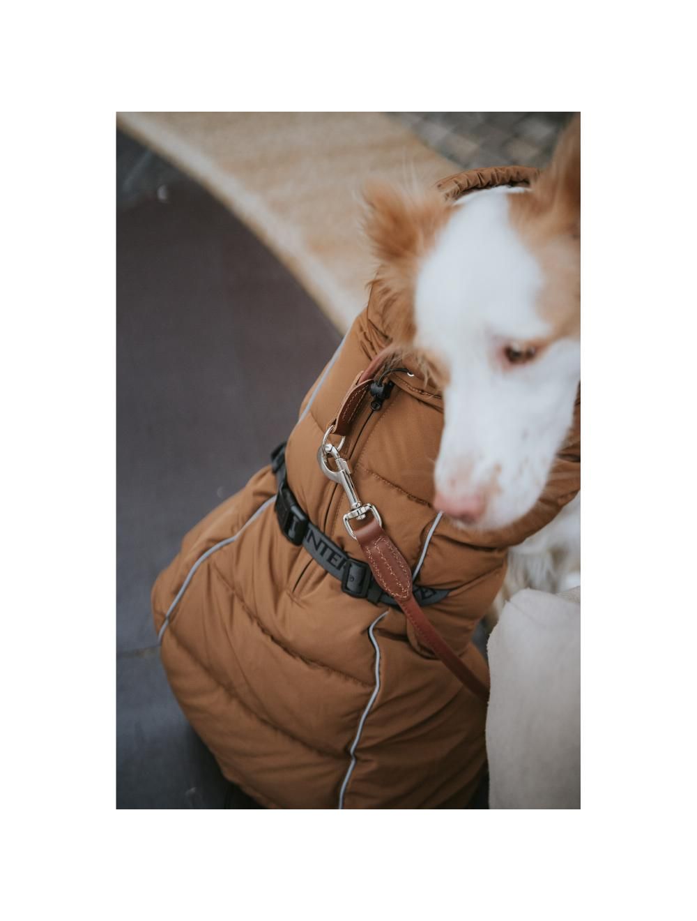 Frakke Paxson Gravhund karamel
