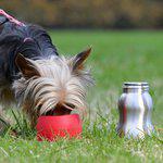 Kong H2o Rostfri Watter Bottle
