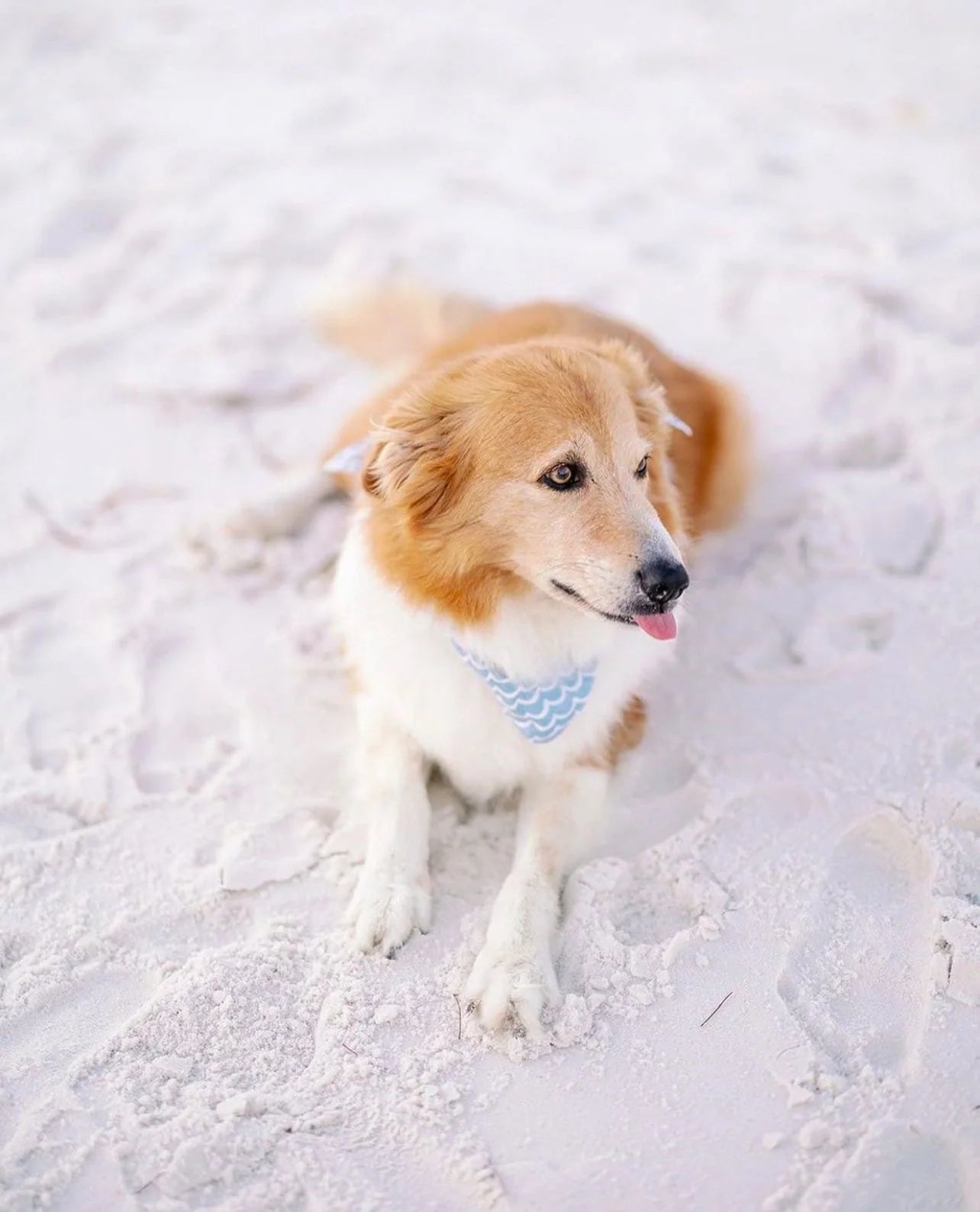 Pethavn Perfect Wave Bandana