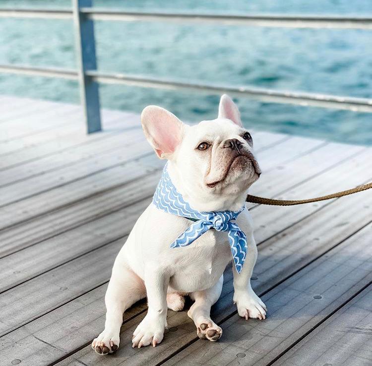 Pethavn Perfect Wave Bandana