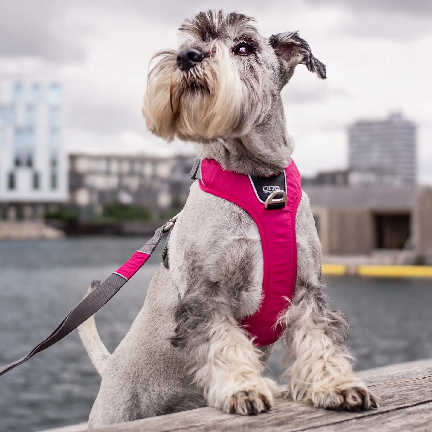Dog Copenhagen Comfort Walk Pro™ Sele
