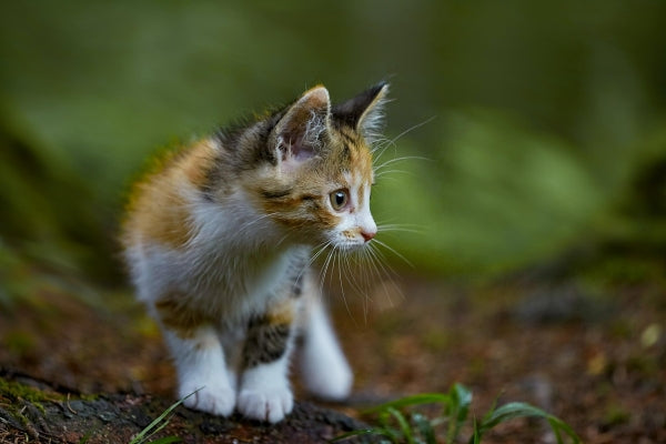 ESSENTIAL THE LITTLE LION