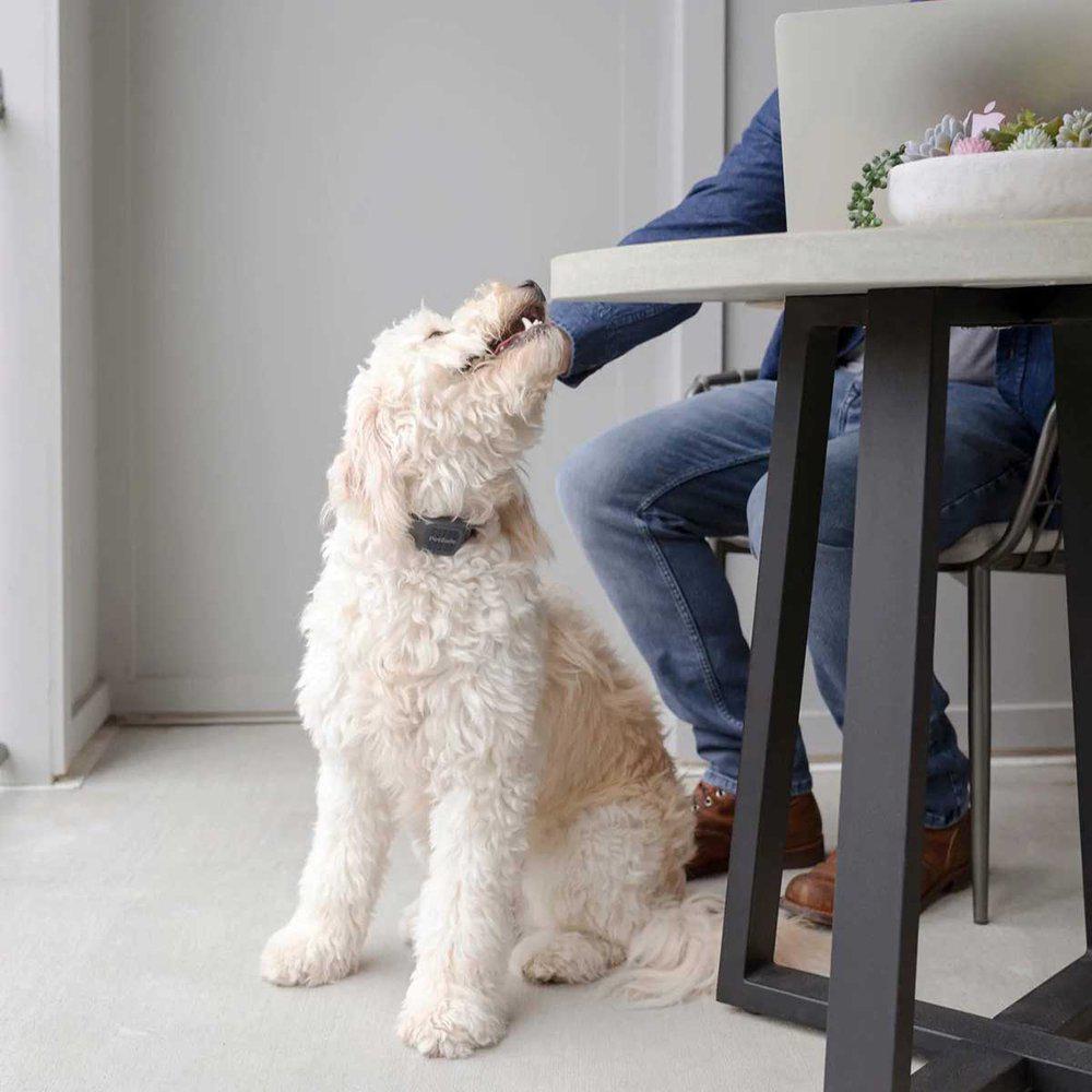 PETSAFE AUDIBLE BARK COLLAR