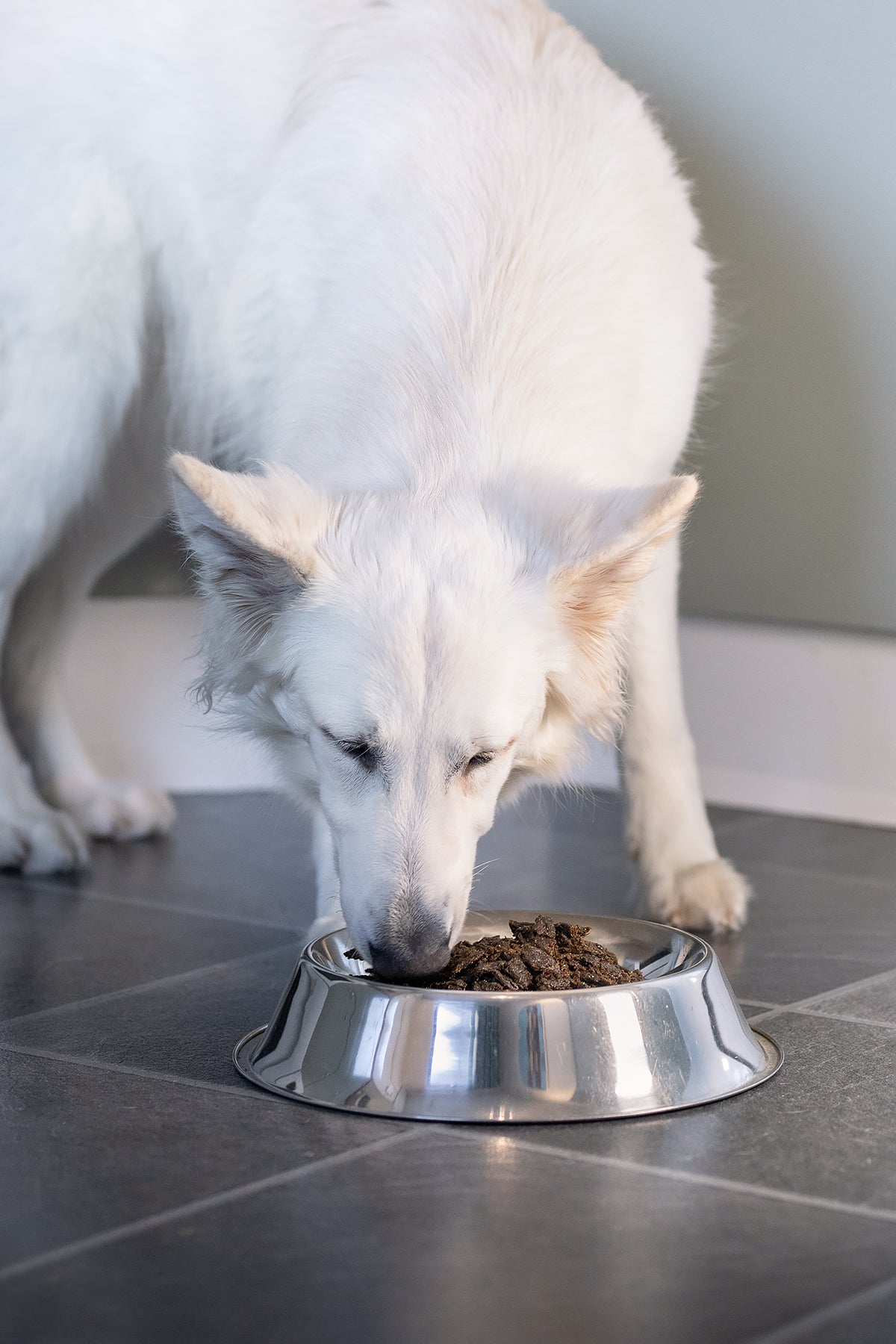 Pala Raw Dog Food - kylling 1kg