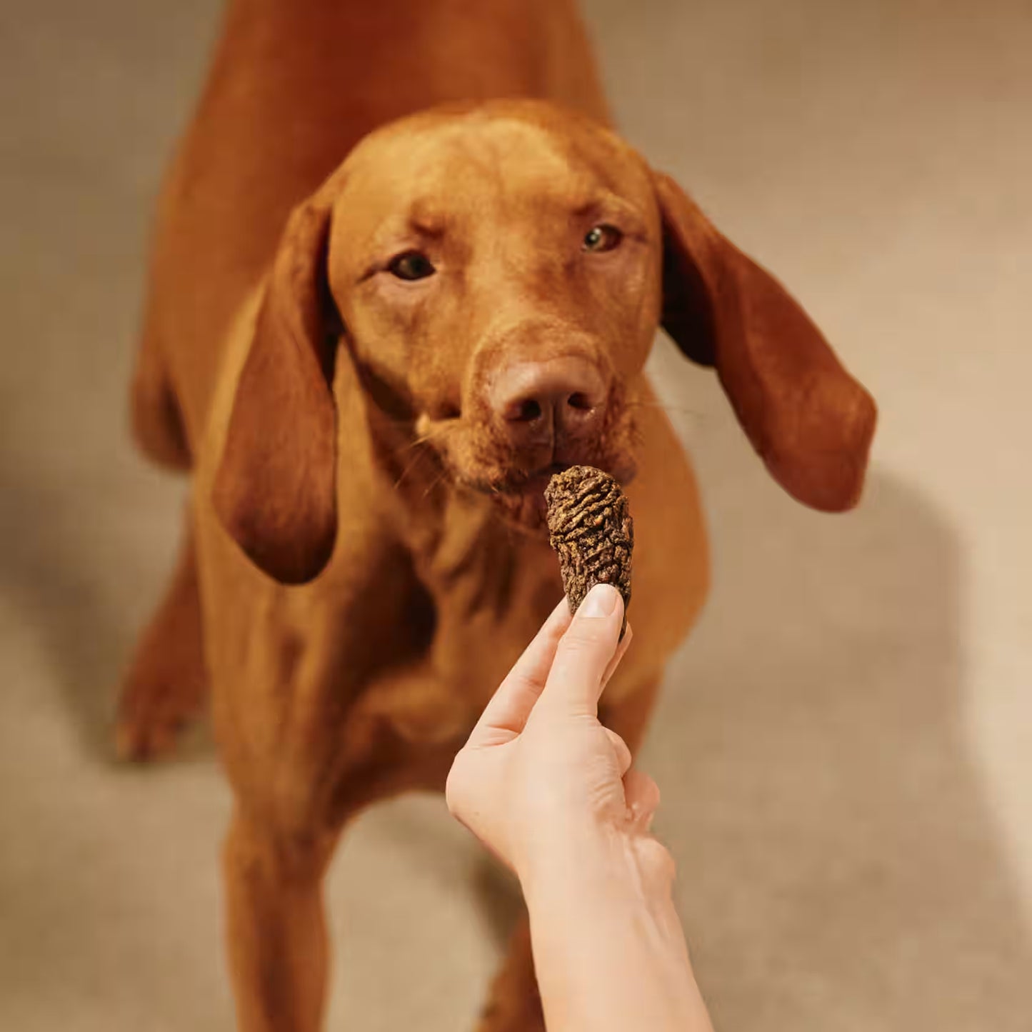 Carnilove Beef JERKY Snack for Dogs