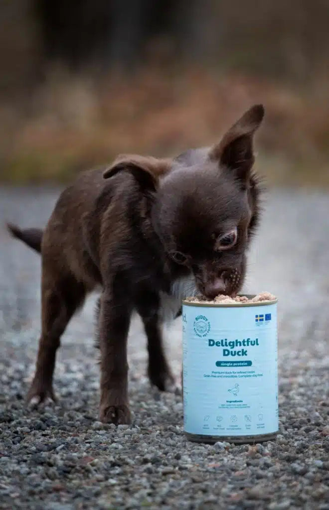 Buddy Delightful Duck