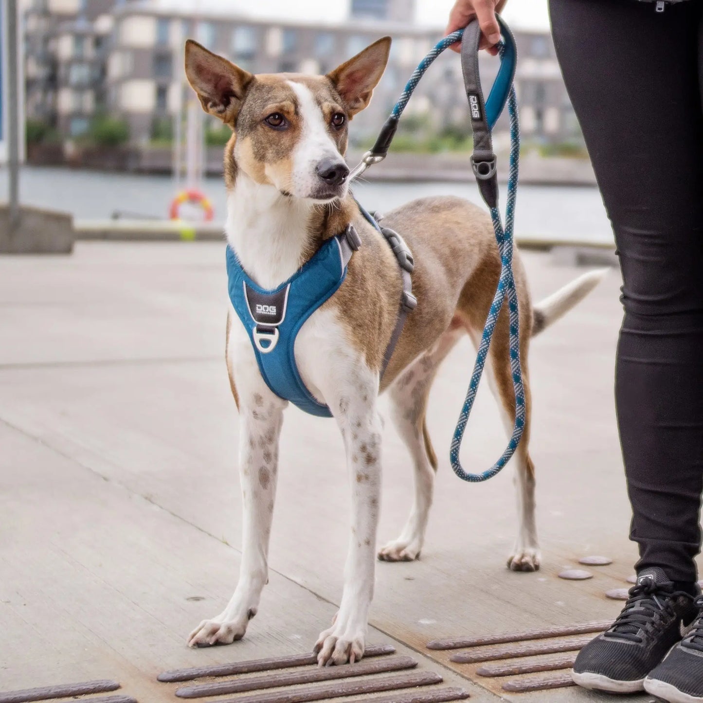 Dog Copenhagen Comfort Walk Pro™ Sele